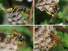 Paper Wasps Polistes spp.