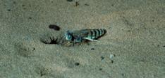 Sand Wasps and Cicada Killers Crabronidae: Bembix spp.