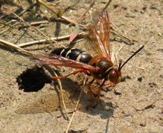 (aggregations) in favorable sandy sites in the ground (not in colonies) favorable sites are often areas of bare sandy areas Bembix sand wasp (Howard Ensign Evans,