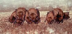 Vertebrate Pests Bats Chiroptera wingspan ranges from a few inches to 17 inches 18 species in Utah caves and mines, tree foliage, hollow trees, cracks in rock cliffs and buildings some live in Utah