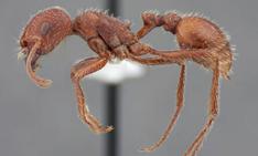 Harvester Ants Pogonomyrmex spp.