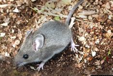 Deer Mouse Peromyscus maniculatus brown to gray colored body with a white belly, furry tail and ears smaller than that of a house mouse 6 inches long, including tail multiple species exist prefer