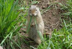 Ground Squirrels Ictidomys; Urocitellus; Spermophilus many sizes; bodies up to 11 inches long tails 2 9 inches long and less fluffy than a tree squirrel s brownish-gray fur burrow openings about 4