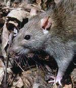 Norway Rat Rattus norvegicus average length is 16 inches gray to reddish brown; typically grayish brown nest in burrows in the ground like low-growing vegetation, rock piles, etc.