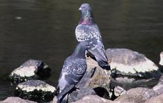 Rock Pigeon Columba livia variable in color, but most are bluish gray with two black bands on the wings and a black tip to the tail most have rainbow-like throat feathers 12 15 inches