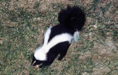 Skunks Mephitidae about the size of a housecat black fur and two broad white stripes running the length of the body; spotted skunks are black with white markings and about half the size of a housecat