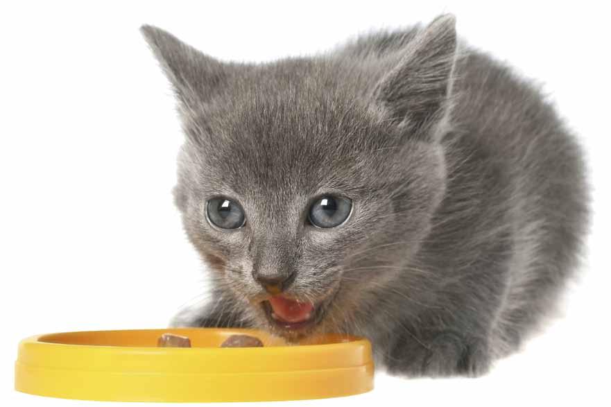 7 Commercial pet foods are held to basic standards, but you want more for your pet.