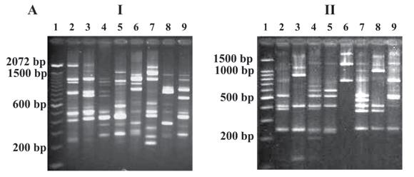 What the DNA says Methods PCR Polymerase Chain