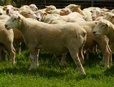 Mothering Ability Wool Easy Care 1/2 Texel x 1/2 Coopworth: Fertility