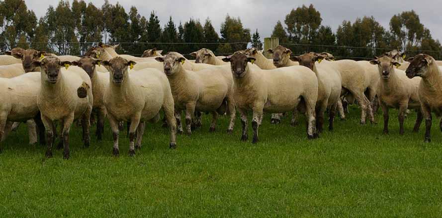 MORE MEAT = MORE MONEY GUARANTEED Taffy Allan, Greenfield has used Wharetoa rams for many years Last year I used Myomax Gold Meatmaker Rams over my Coopworth x Texel ewes and was very pleased with