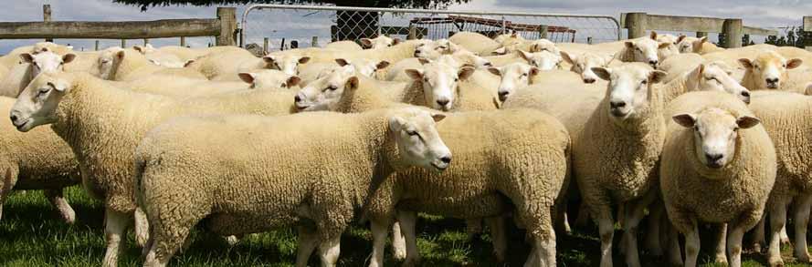 Maternal Rams Texel (MyoMax Tested) The main breeding objective for Wharetoa Texels are: Fertility Mothering Ability However as our numbers grow (this year I tagged 510 Pure and 7/8 Texel Lambs) more