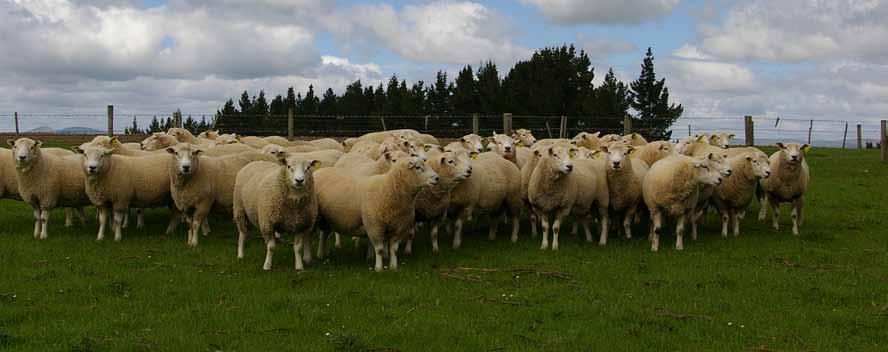 1/2 Texel x 1/2 Coopworth This flock is recorded on S.I.L.