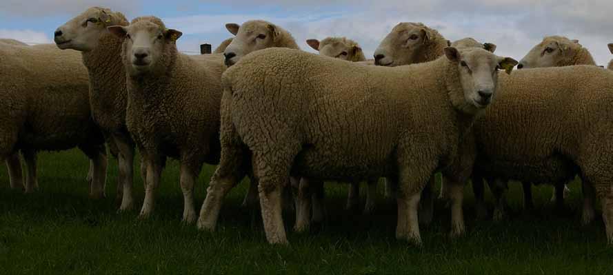 Wharetoa Maternal 1/2 Coopworth x 3/8 Texel x 1/8 Poll Dorset This flock is also recorded on S.I.L.