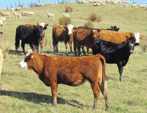 performance. The farm carries 170 breeding cows, predominately Simmental with some Angus. In the past a Simmental bull has been used but this year George and Lucy Williams bought Speckle Park bulls.
