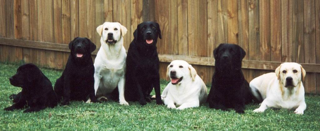 In closing let me say that there is no more rewarding an experience than to plan, deliver, wet nurse and raise a top quality litter of Labrador puppies.