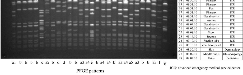 Figure 3. PFGE patterns of Sma I digested DNAs of MRSA isolates between April and September, 2010.