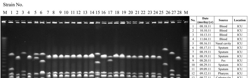 Figure 5. PFGE patterns of Sma I digested DNAs of MRSA isolates between August and November, 2011.