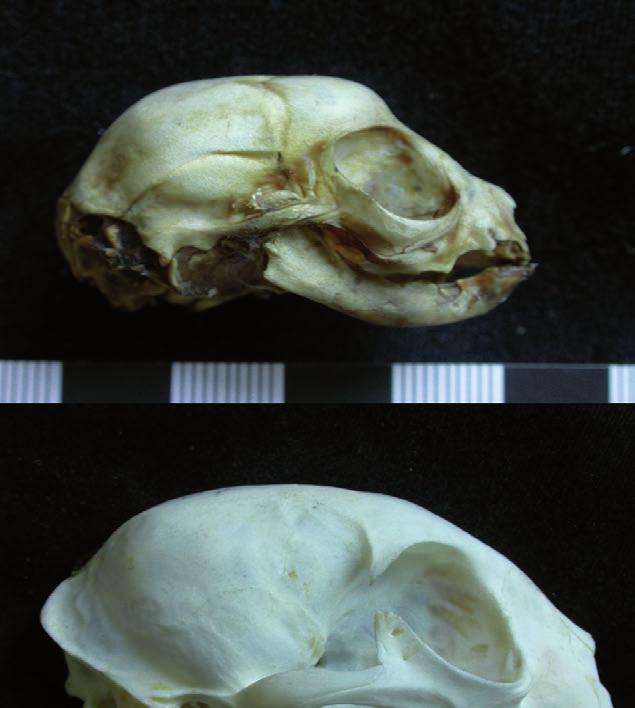 290 C. Stefen & D. Heidecke: Ontogenetic changes in the skull of Felis silvestris A B C Fig. 5. Skulls of male wildcats in the collection of the University Halle-Wittenberg in lateral view.