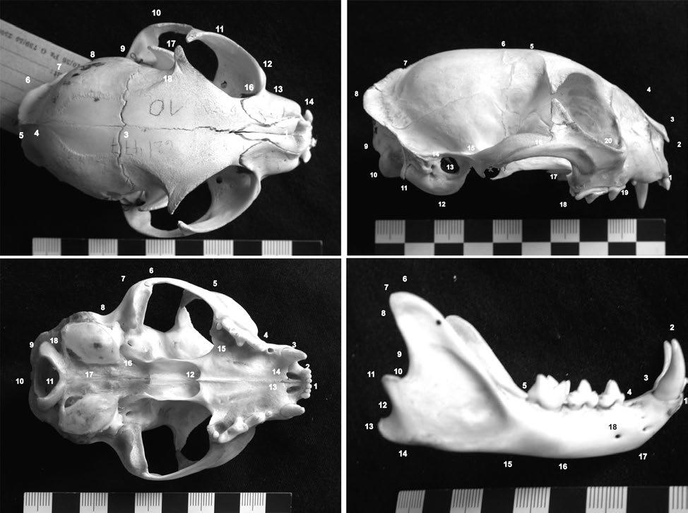 286 C. Stefen & D. Heidecke: Ontogenetic changes in the skull of Felis silvestris Fig. 3.
