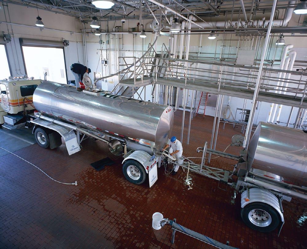 When milk is picked up from the dairy, samples are collected and milk is tested to ensure its safety before it is unloaded at the receiving station.