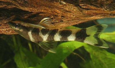 the hobbyist wanting something new and more striking. Right now we have a small number of Zebra Otocinclus (Otocinclus cocama) in stock.