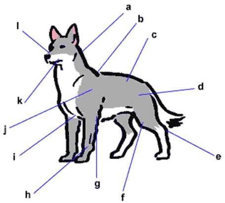 OR give a short history of one breed. 2. Point out on a dog (or on a sketch) at least 10 parts. Give the correct name of each one. 3. Do the following: a.