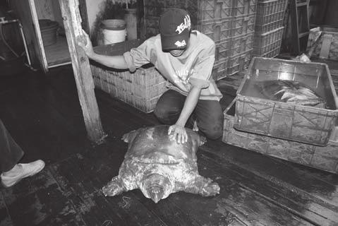 ??? Fig. 1. Asiatic Softshell Turtles Amyda cartilaginea in an exporters warehouse in Indonesia. Photo: Kate Sanders. individuals in trade in these areas are A. cartilaginea. Amyda cartilaginea in the meat-trade are sold by weight, with individuals bought by the kilo and turn-over reported in tonnes.