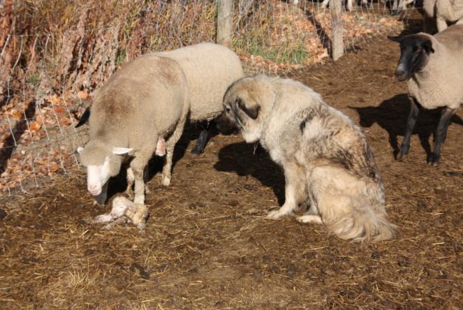 Livestock Guardian Animals This is one of the oldest methods used to protect livestock. It has been used in Eurasia for centuries and in some places documented to be used for thousands of years.