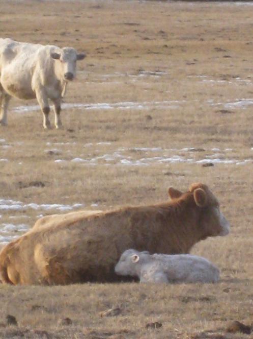Seasonal Attractants; Calving, Branding and Other "Attractive" Times Calves and other newly born livestock are more susceptible to depredation.
