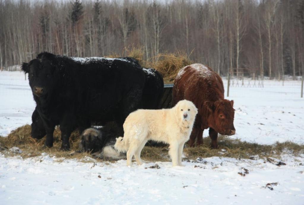 human presence using herders and range riders, livestock guardian dogs, synchronizing birthing to reduce the period of maximum vulnerability, and pasturing young animals in open areas and in close