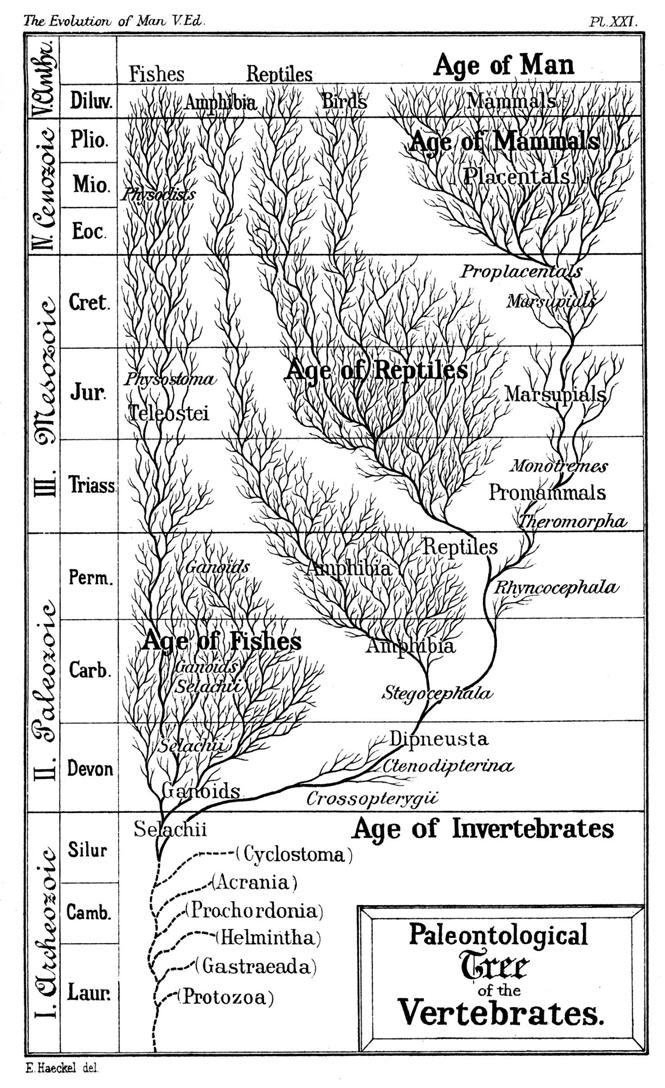 Timeline of human evolution Taken From Wikipedia, the free encyclopedia Follow