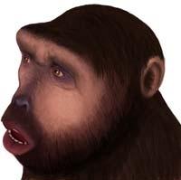13 Ma // Homininae ancestors speciate from the ancestors of the orangutan.