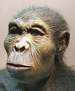 2.8 Ma // Homo Homo habilis Homo appears in East Africa; with most Australopithecines they are considered the first hominins that is, they are designated as those earliest humans and human relatives