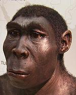 1.8 Ma // Homo erectus A reconstruction of Homo erectus Homo erectus evolves in Africa.