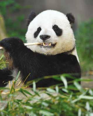 Pandas eat bamboo 12 hours