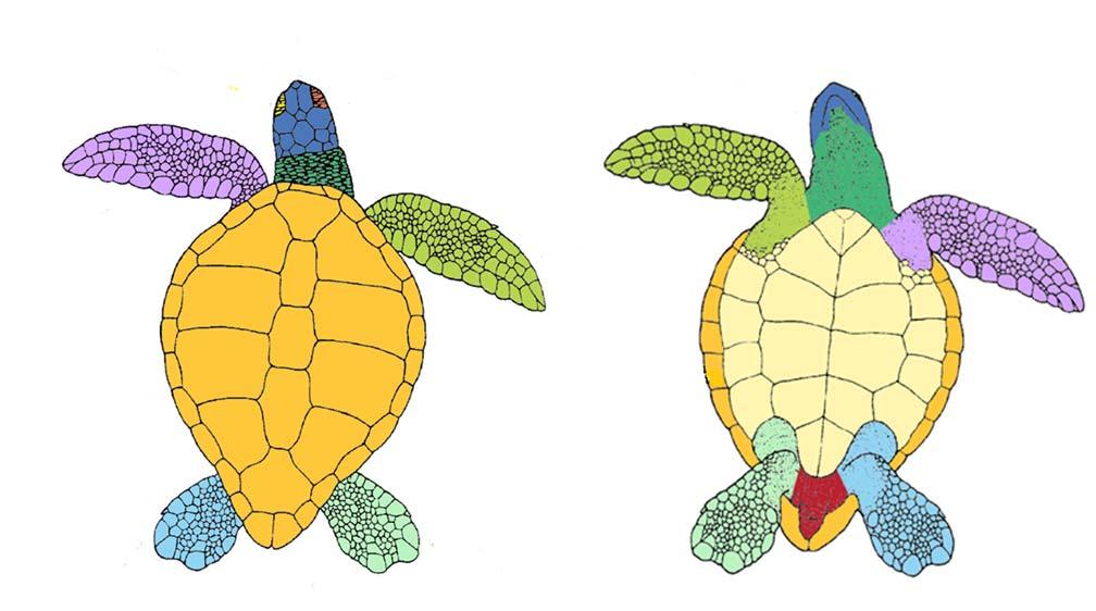 Body Condition Index (BCI) BCI: an accurate indicator for body condition that can be used appropriately as a part of routine green sea turtle health evaluation.