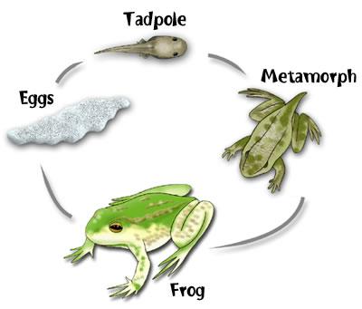 Introduction to Amphibians About 6,000 species of animals belong to the class amphibia, commonly called the amphibians.