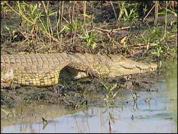 The crocodile body allows it to spread its legs and move close to the ground (the belly walk) or bring its legs in and move more upright (the high walk).
