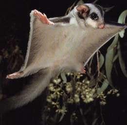 Monotremes include the spiny anteater and the platypus. All other mammals can be classified as either marsupial or placental.