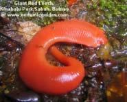 e. leeches). Interestingly, the giant red leech only eats giant earthworms.