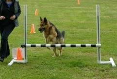 RALLY OBEDIENCE