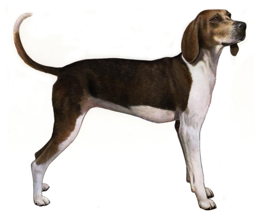 Breed Characteristics Treeing Walker Coonhound Height: Treeing Walker Coonhound 20-27 in Weight (Show): 50-70 lb Weight (Pet): 48-76 lb Ears: Muzzle: Tail: The Treeing Walker Coonhound is related to