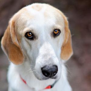 Treeing Walker Coonhound dogs were originally registered as part of the English Coonhound breed. It was not until 1946, that the Treeing Walker Coonhound was recognized as a breed in its own right.