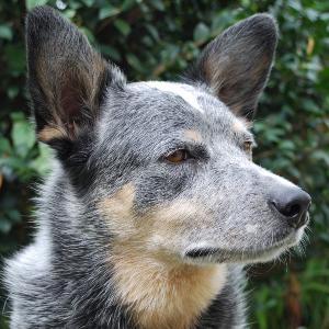 The breeding efforts began in the 1830 s when a native Dingo was crossed with a blue-speckled, smooth-coated Collie imported from Scotland.