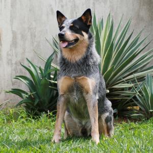 The Australian Cattle Dog comes in either Blue Speckle (black, gray, or tan) or Red Speckle, where the coat is speckled or mottled.