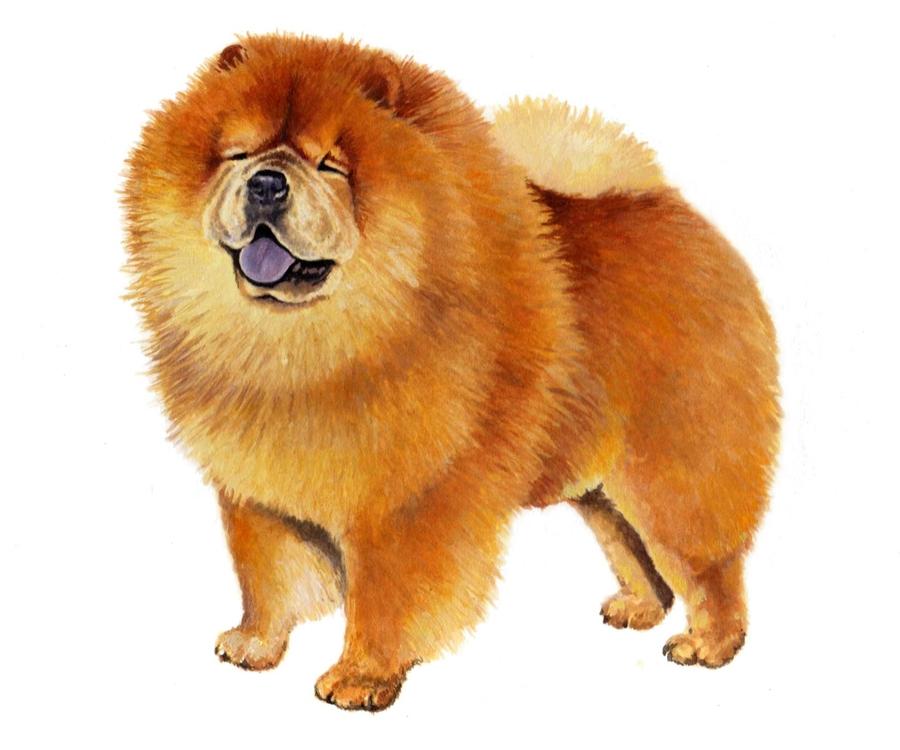 Breed Characteristics Chow Chow Height: 18-22 in Weight (Show): Chow Chow 40-65 lb Weight (Pet): 42-69 lb Ears: Muzzle: Tail: The Chow Chow is a