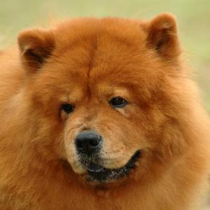 Many believe that the breed originated in China, but there is some evidence that indicates the Chow Chow actually migrated to China from Mongolia
