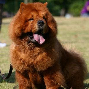 During the 1880 s, the numbers of Chow Chows imported increased drastically.
