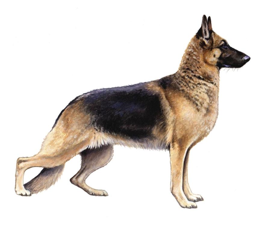 Breed Characteristics German Shepherd (White Swiss Shepherd) German Shepherd (White Swiss Shepherd) Height: 22-26 in Weight (Show): 48-89 lb Weight (Pet): 48-97 lb Ears: Muzzle: