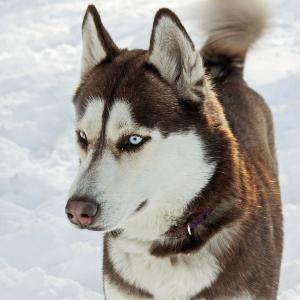 Breed Characteristics Siberian Husky Height: 21-23 in Siberian Husky Weight (Show): 35-60 lb Weight (Pet): 34-67 lb Ears: Muzzle: Tail: The Siberian Husky is an ancient breed